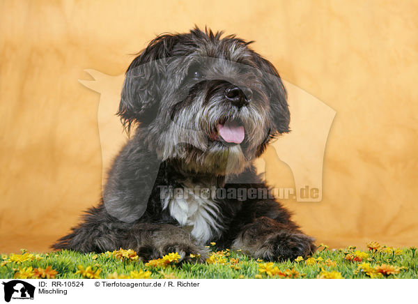 Mischling / dog / RR-10524