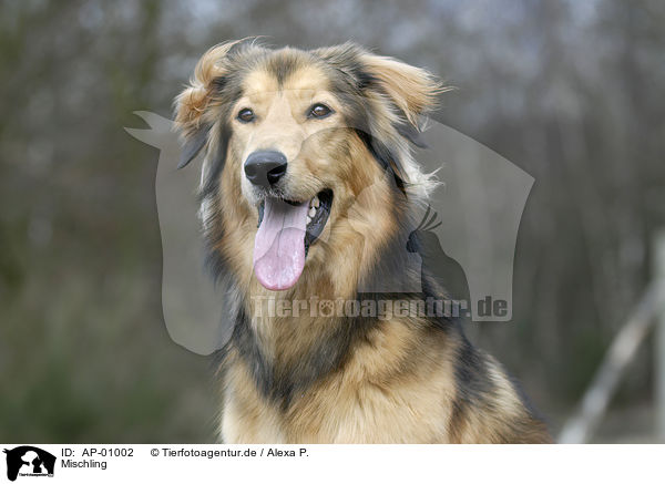 Mischling / dog / AP-01002