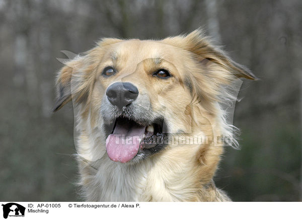 Mischling / dog / AP-01005