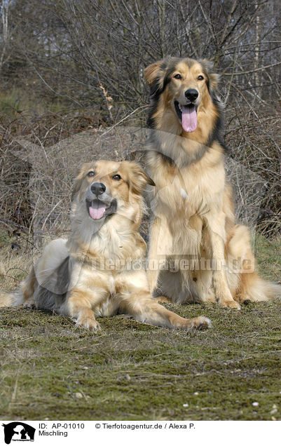 Mischling / dog / AP-01010
