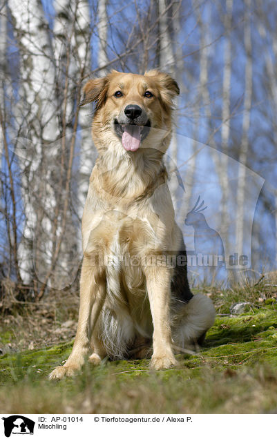 Mischling / dog / AP-01014