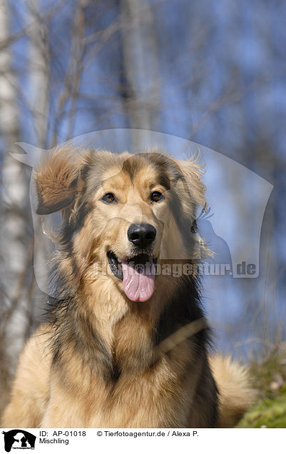 Mischling / dog / AP-01018