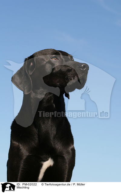 Mischling / dog / PM-02022