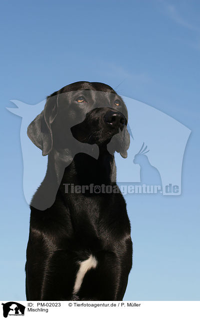 Mischling / dog / PM-02023
