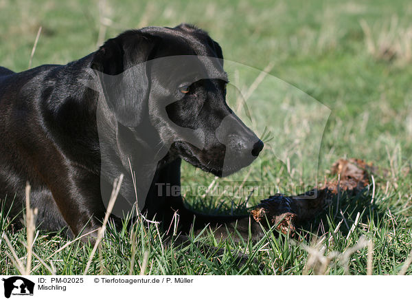 Mischling / dog / PM-02025