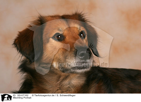 Mischling Portrait / mongrel portrait / SS-07162