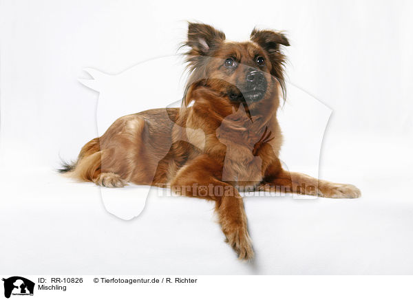 Mischling / dog / RR-10826