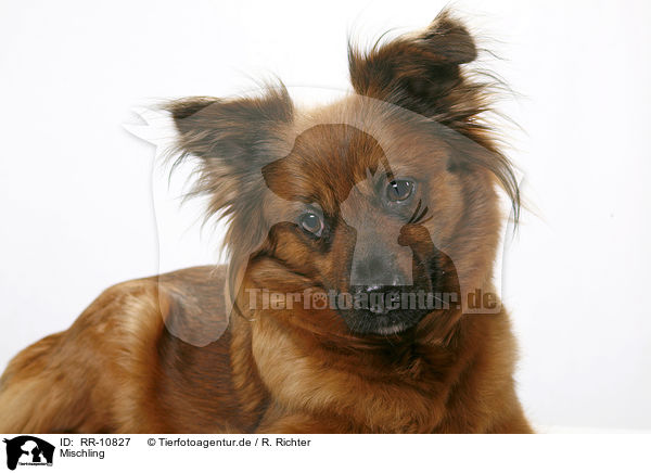 Mischling / dog / RR-10827