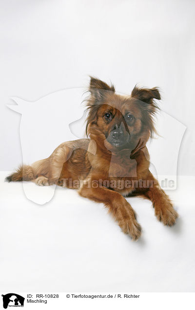 Mischling / dog / RR-10828