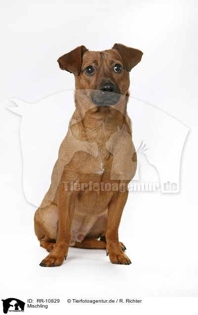 Mischling / dog / RR-10829