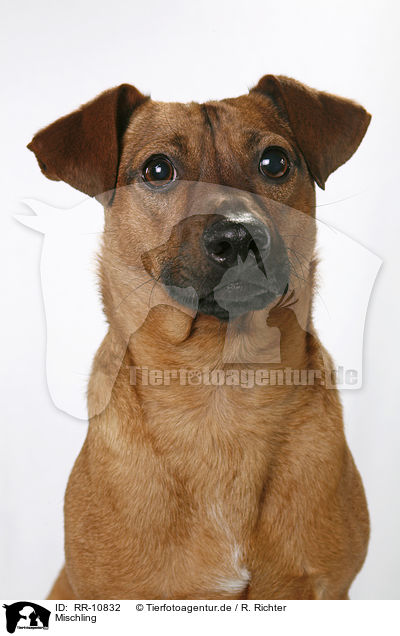 Mischling / dog / RR-10832