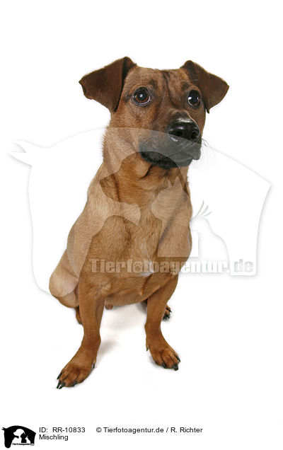 Mischling / dog / RR-10833
