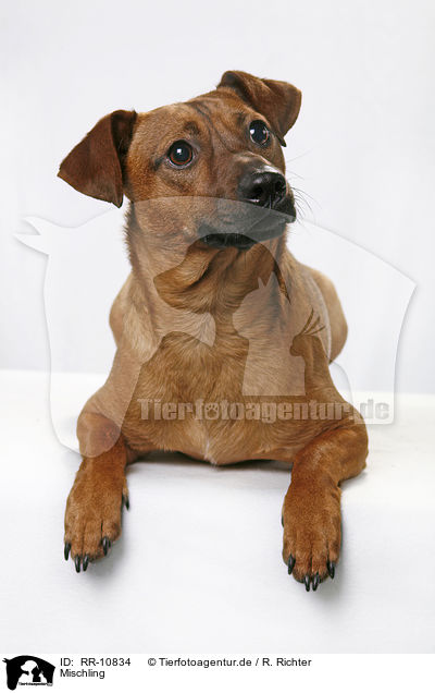 Mischling / dog / RR-10834