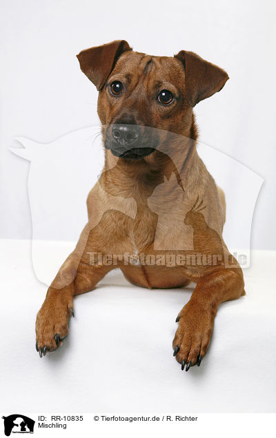 Mischling / dog / RR-10835