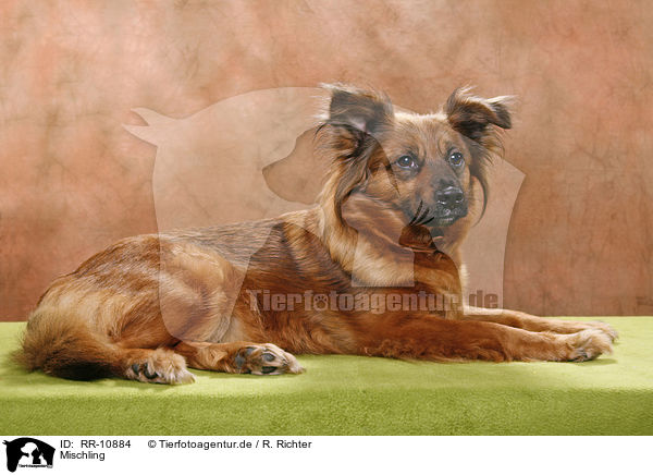 Mischling / dog / RR-10884