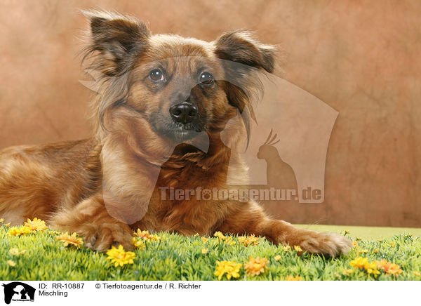 Mischling / dog / RR-10887
