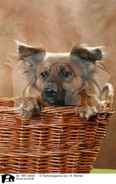 Hund im Korb / dog in basket / RR-10890