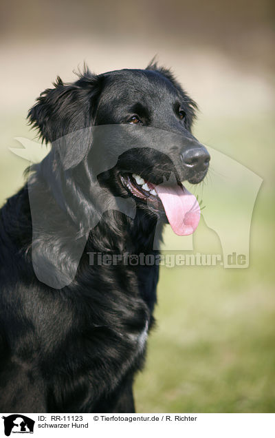 schwarzer Hund / black dog / RR-11123