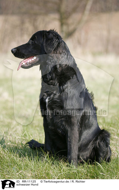 schwarzer Hund / black dog / RR-11125