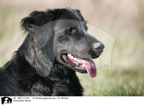 schwarzer Hund / black dog / RR-11129