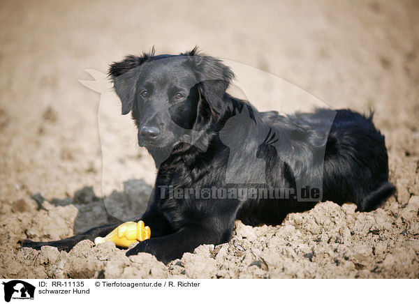 schwarzer Hund / black dog / RR-11135