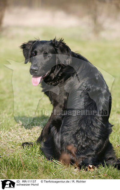 schwarzer Hund / black dog / RR-11137