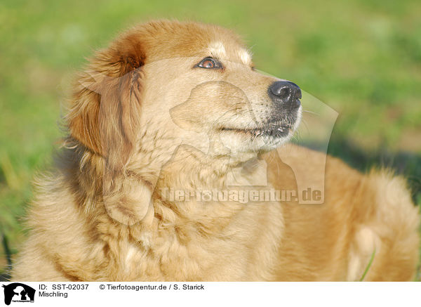 Mischling / dog / SST-02037