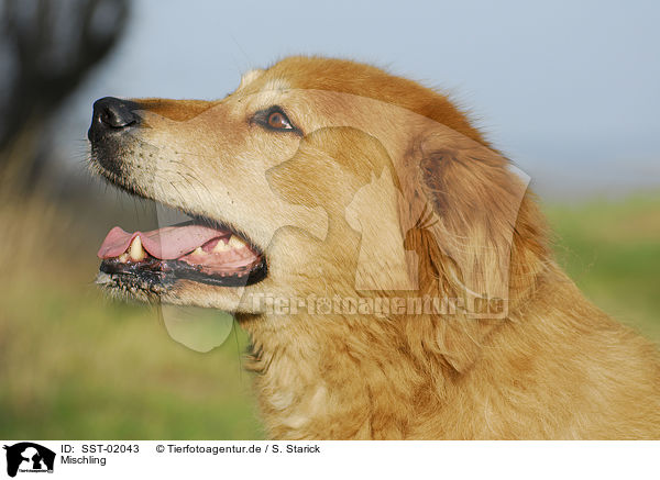 Mischling / dog / SST-02043