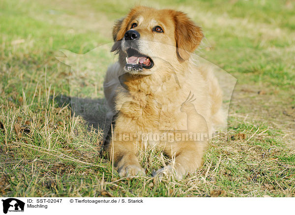 Mischling / dog / SST-02047