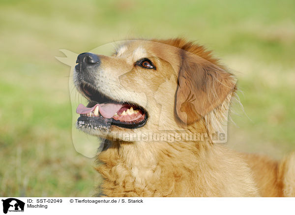 Mischling / dog / SST-02049