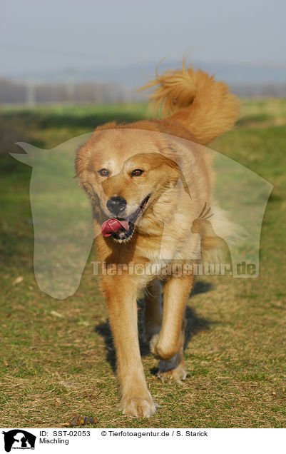 Mischling / dog / SST-02053