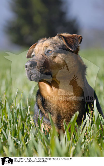 Schferhund-Rottweiler-Mix / Shepherd-Rottweiler Mongrel / AP-01328
