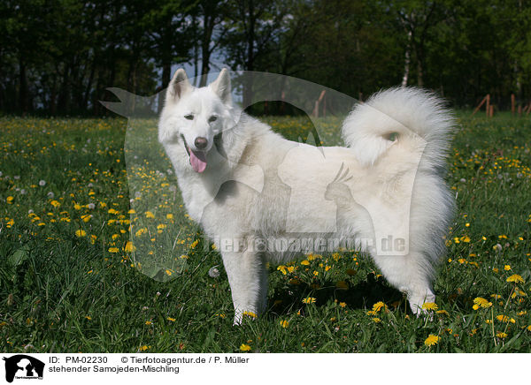 stehender Samojeden-Mischling / standing mongrel / PM-02230