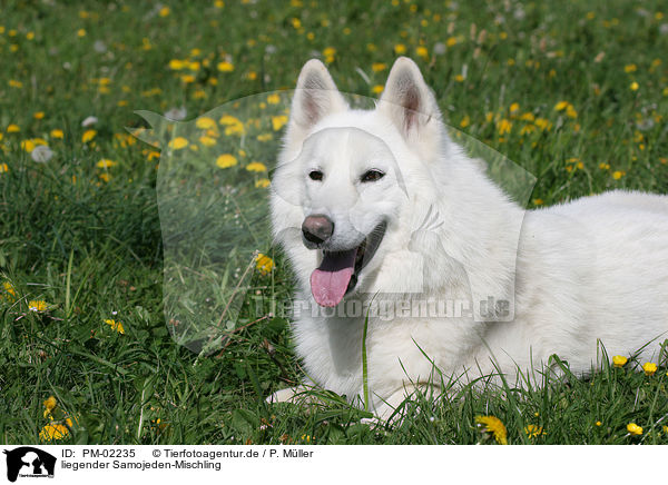 liegender Samojeden-Mischling / lying mongrel / PM-02235
