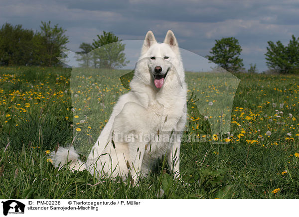 sitzender Samojeden-Mischling / sitting mongrel / PM-02238