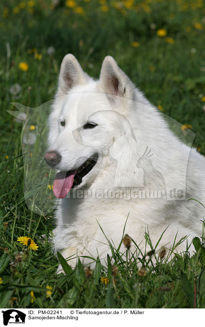 Samojeden-Mischling / mongrel / PM-02241