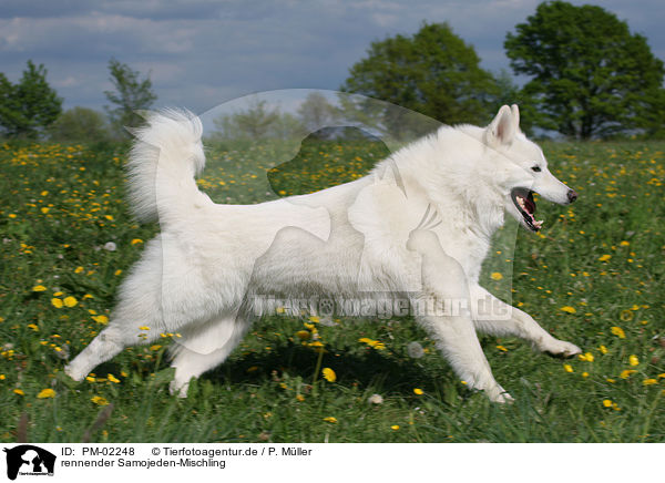 rennender Samojeden-Mischling / running mongrel / PM-02248