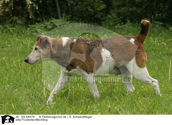 alter Foxterrier-Mischling / crossbreed / SS-08475