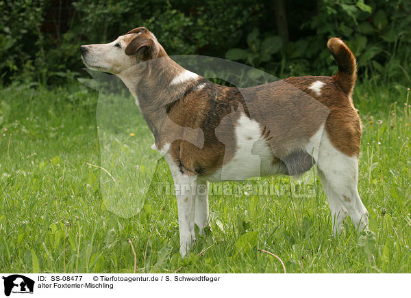 alter Foxterrier-Mischling / crossbreed / SS-08477