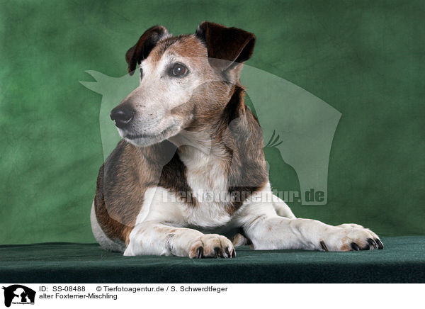 alter Foxterrier-Mischling / old mongrel / SS-08488