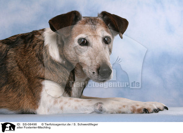 alter Foxterrier-Mischling / old mongrel / SS-08496