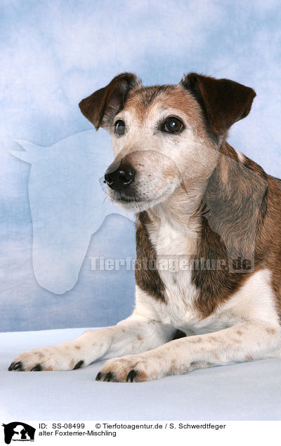 alter Foxterrier-Mischling / old mongrel / SS-08499