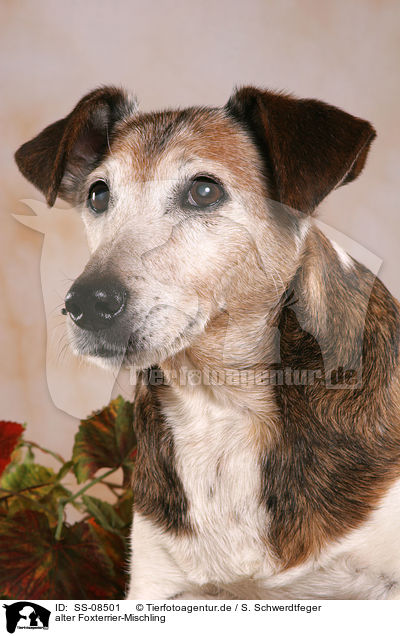 alter Foxterrier-Mischling / old mongrel / SS-08501