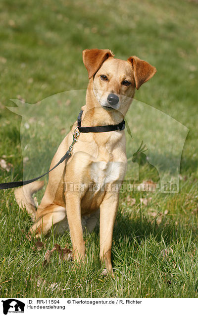 Hundeerziehung / dog training / RR-11594