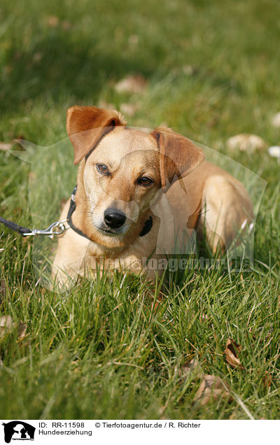 Hundeerziehung / dog training / RR-11598