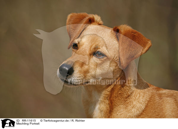 Mischling Portrait / crossbreed / RR-11615