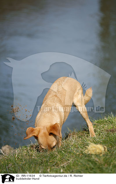 buddelnder Hund / digging dog / RR-11634
