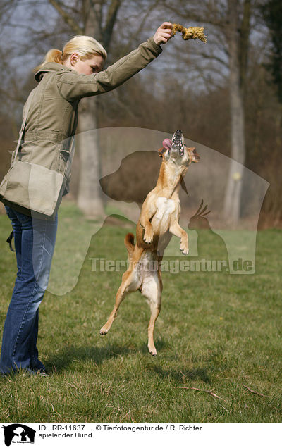 spielender Hund / RR-11637