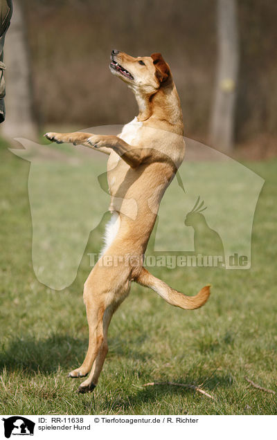 spielender Hund / RR-11638