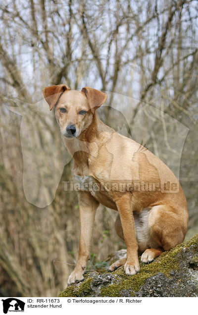 sitzender Hund / sitting Dog / RR-11673